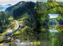 森林舞会动物 画-森林舞会，动物与画的交响曲